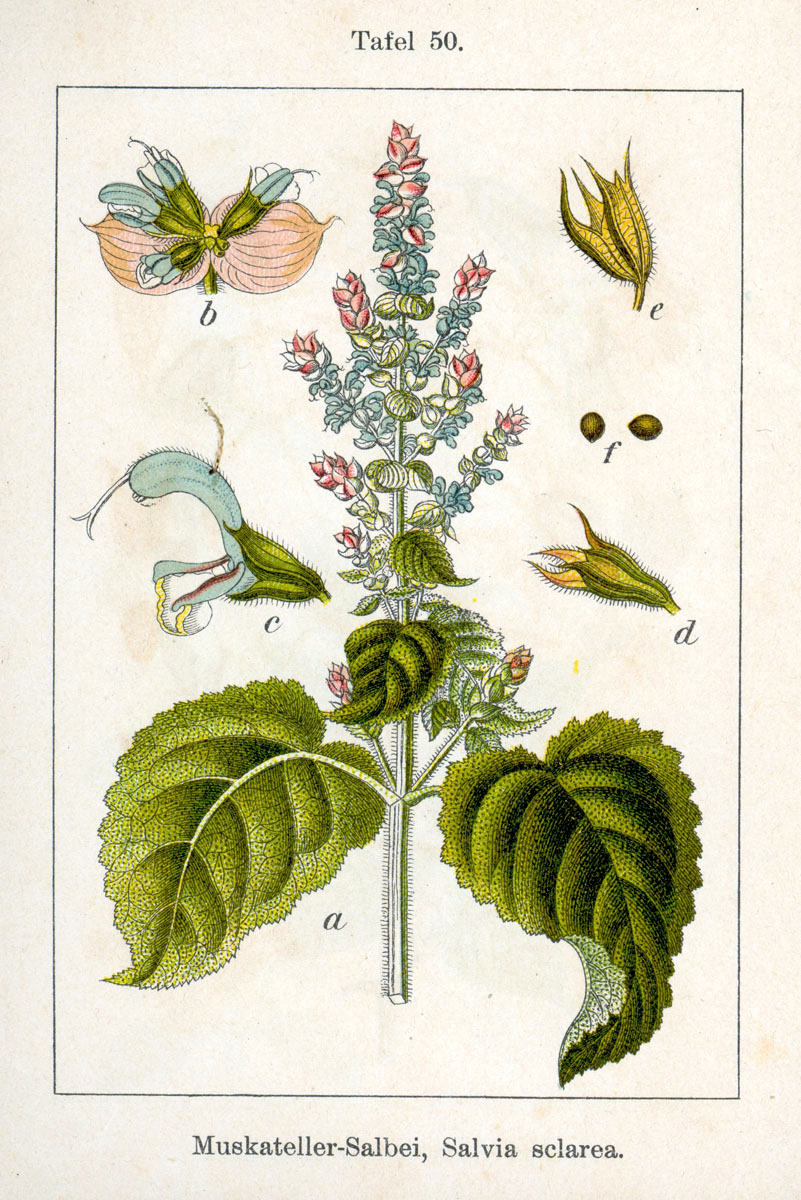 Шалфей мускатный Salvia sclarea — ботаническая иллюстрация